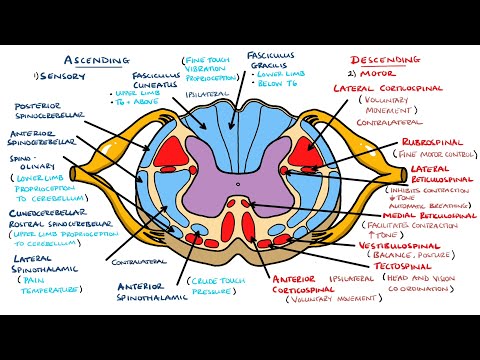 Ascending and Descending Spinal Cord Tracts Made Easy