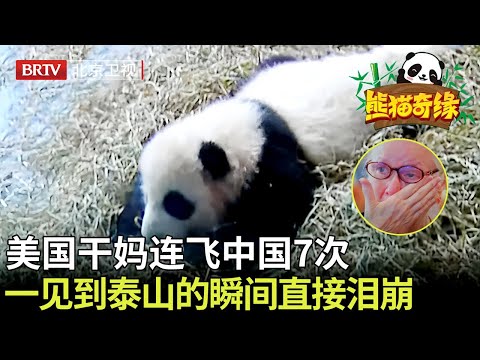 美国干妈连飞中国7次为看熊猫泰山，一见到泰山的瞬间直接泪崩，哭个不停！ 【熊猫奇缘】#熊猫#cute