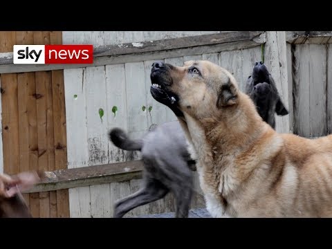 Special Report | How dangerous dogs are dealt with in the UK