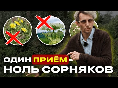 Участок без сорняков: эти ВЕЧНОЗЕЛЁНЫЕ растения решают всё!