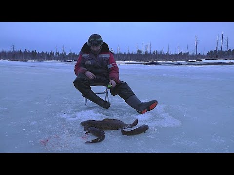 РЫБАЛКА НА НАЛИМЬЕЙ ТРОПЕ! КОГДА СО ДНА В ОТВЕТ ПОСТУЧАЛИ! #таёжныйпромысел #рыбалка #тайга #налим