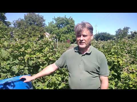 Куриный помет для малины. Панацея или зло? Разбираемся