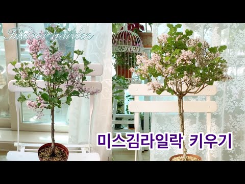 Miss Kim Lilac pruning/repotting/watering