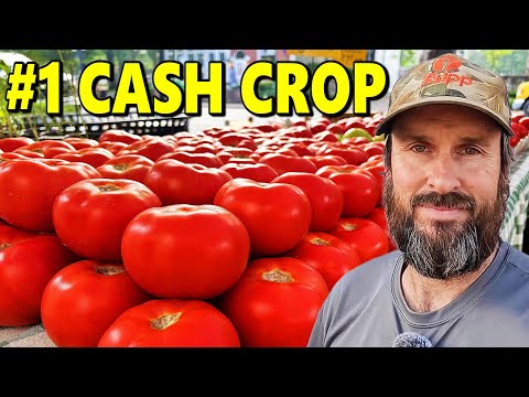 How Much We Made From Tomatoes in 2025 (Our #1 Crop)