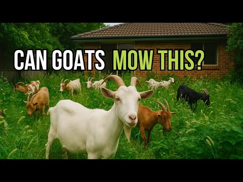 Forget Mowers… We Used 40 GOATS To Clear This Crazy Yard!