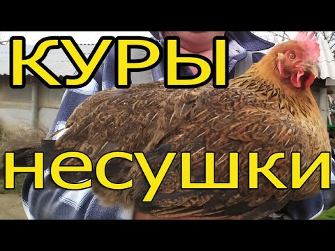 Куры-несушки кто это?