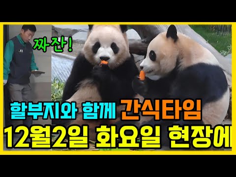 에버랜드 판다월드 💢 할부지 와 함께한 맛있는 간식 타임🥕🍞