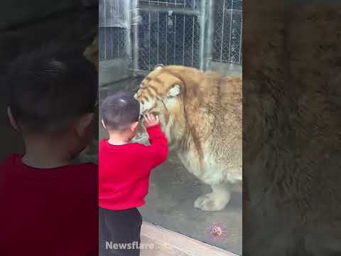 Brave Kid Walks Up to a Tiger... What Happens Next Shocked Everyone! 😱