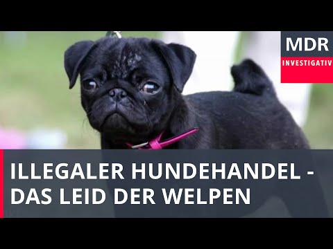 Das Leid der Welpen - Wie kleine Hunde verschachert werden | Doku