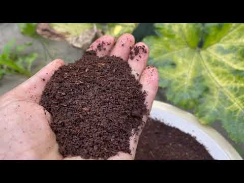 7 truths about coffee grounds and egg shells | Can egg shells really supplement calcium?