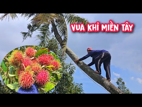 Vua Khỉ cưa hạ gốc hai cây Chôm Chôm Thái và hai cây Dừa ở quê nhà.