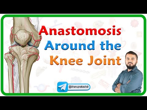 Anastomosis around the Knee Joint/ Genicular anastomosis: Lower limb anatomy USMLE Step 1
