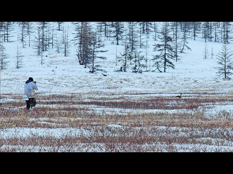 ВЕСЕННЯЯ ОХОТА НА ГУСЯ 2025 СЕВЕРНАЯ ЯКУТИЯ #hunting #охота #якутия #природа #весенняяохота 