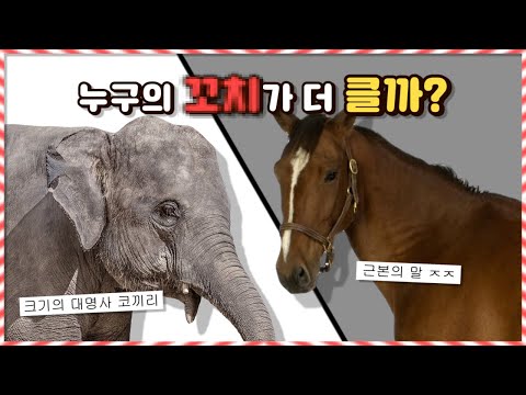 역시 제일 큰건 말..? 아니면 코끼리..? 동물 '그것' 랭킹 TOP10..!!