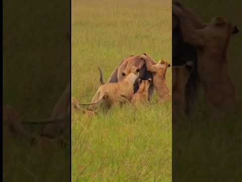Lion cubs and sub adults take down a massive Eland