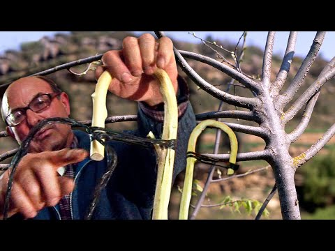 BASTÓN O GAYATA con madera de litonero. Flexibilidad con FUEGO, pelado y 1 AÑO de reposo a la sombra