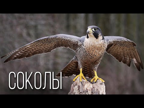 Falcon: Sky Sniper | Interesting Facts About Falcons