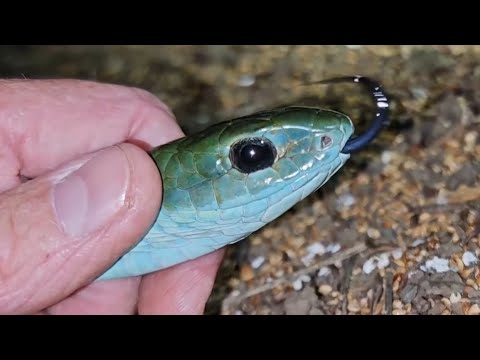 Boomslang - Beautiful disposition. Insanely toxic venom. 