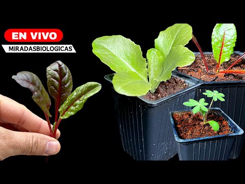 🔴 Tips for your GARDEN Pre-TRANSPLANT SEEDLINGS