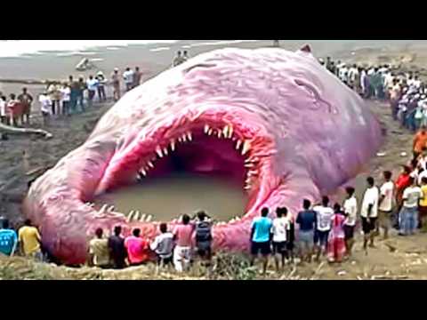 Things Humans Were Never Meant To See!