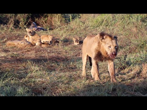 When the male lion is away the pride stops pretending to sleep and wakes up to eat