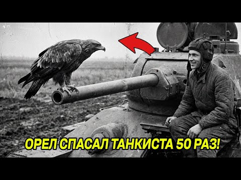 Гитлер предлагал СОСТОЯНИЕ за голову ОРЛА! ОН видел немецкие танки за километр и помогал Т-34!