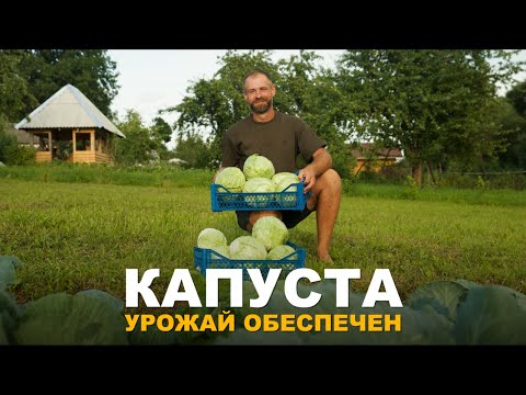 УРОЖАЙ КАПУСТЫ ВАС ПОРАЗИТ. Уход за белокочанной капустой.