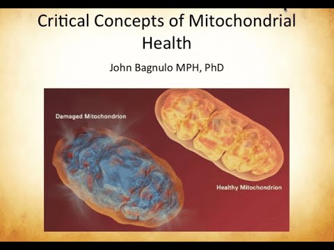 Critical Concepts in the Nutritional Support of Mitochondria