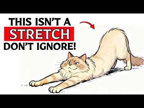 If Your Cat Stretches When They See You, This Is What It Means...