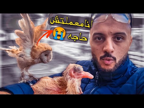 زغلول حمام ملوش اهل  وحمامي خلص بسبب البومة 🤦🏼‍♂️(مكنتش متوقع اني ممكن اعمل كده )😭