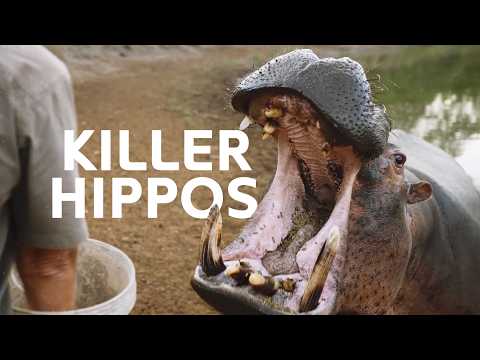 HIPPOS VS HUMANS | Africa's Deadliest Predators | Carters WAR