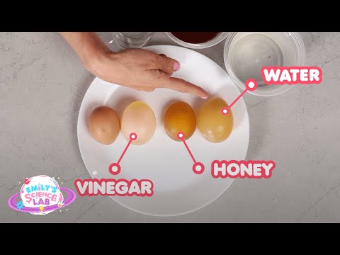 Growing and Shrinking Egg - Egg Osmosis Experiment - Emily's Science Lab
