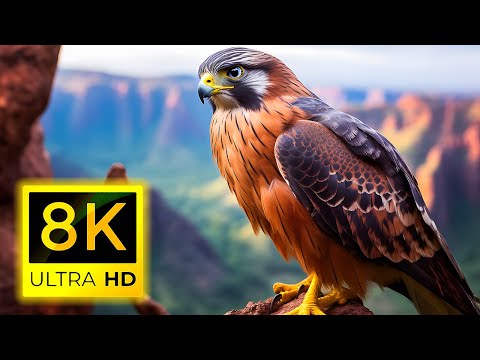 8K BIRDS ( 60 pfs )  - Top Beautiful Birds in The World in 8K ULTRA HD and Relaxing nature music