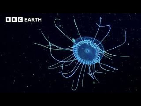 🔴 LIVE: Exploring Underwater Worlds | BBC Earth