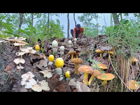 ป๊าดอลังการงานสร้าง หมายใหม่ เห็ดทุกชนิดออกแบบอลังการจริงๆ เห็ดผึ้งทองคำเยอะมาก 1/ส.ค/68