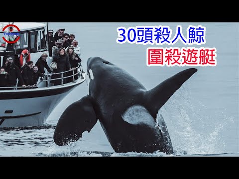 [生物放大鏡] 虎鯨真面目? 30頭虎鯨圍攻遊艇的驚人真相 ! | 虎鯨真的開始吃人了嗎? | 500起攻擊與沈船事件