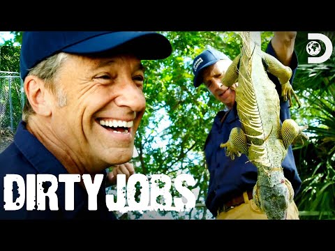 Mike Rowe Takes on Florida's Iguana Problem | Dirty Jobs