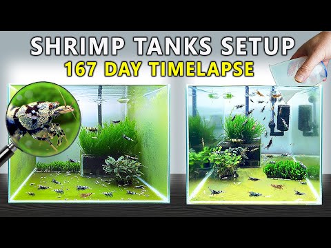 I Made 3 Tanks for Caridina Shrimp (And Let Them Breed)