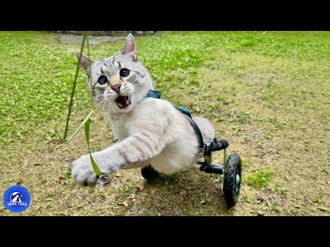Paralyzed Cat's Priceless Reaction To His New Wheelchair, You'll Laugh Through Your Tears