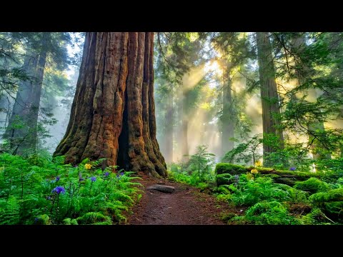 Gentle Healing Music 🌿 Relax the Nervous System & Soothe the Heart and Soul