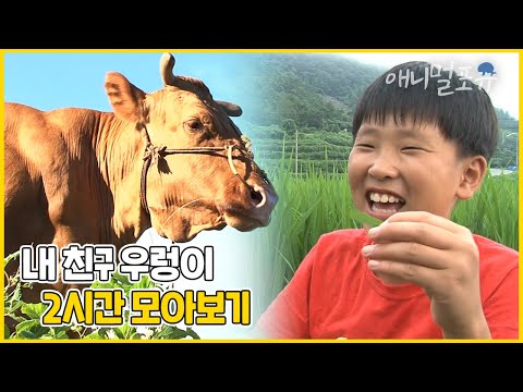 [풀버전] 사람 나이 90세 소와 11세 소년의 동화 같은 우정 | 내 친구 우렁이 | KBS 인간극장 2010 방송