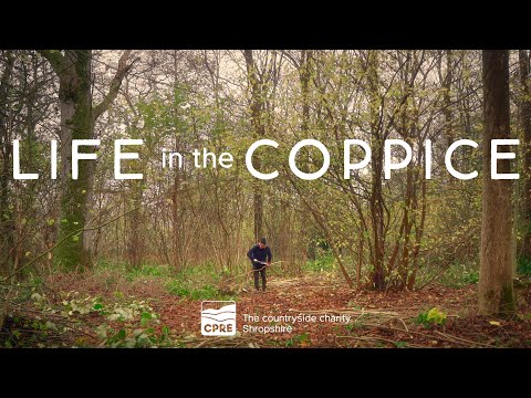Life in the Coppice