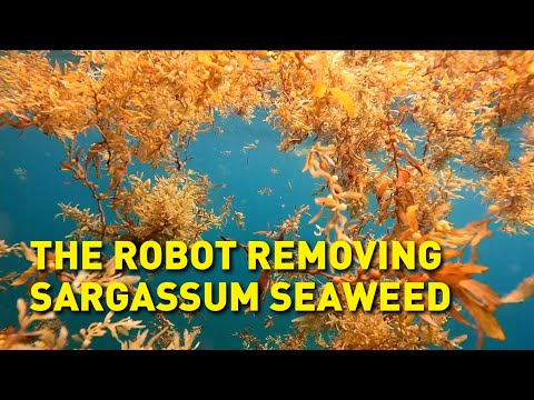 Could seaweed help solve the climate crisis?