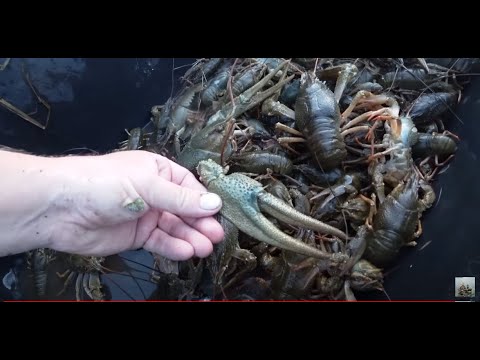 Их не то, что в руки брать, на них смотреть страшно.