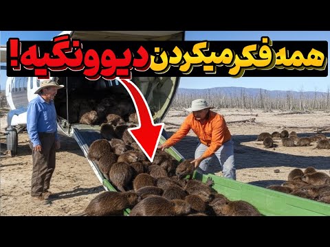 صدها سگ‌آبی در بیابان رها شدند، و یک سال بعد معجزه رخ داد!