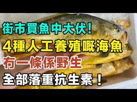 街市買魚中大伏!4種人工養殖嘅海魚,基本上冇一條係野生,全部落重抗生素!魚佬唔敢講嘅落藥黑幕大公開!千祈咪買錯!#街市買魚 #養殖海魚 #海鮮黑幕 #飲食健康 #食安問題 #多寶魚 #黃鱲䱽