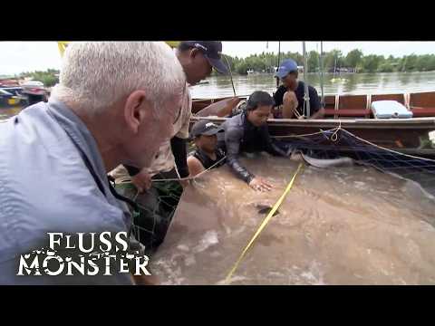 Süßwasser-Stechrochen: Der gefährlichste Fisch Thailands | S2 E04 | Fluss Monster