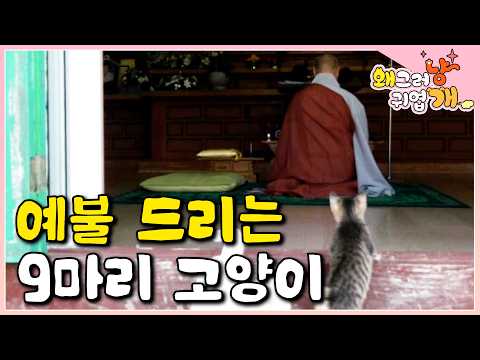 "If you're praying, they'll join in on the worship." The ups and downs of the daily lives of nine...