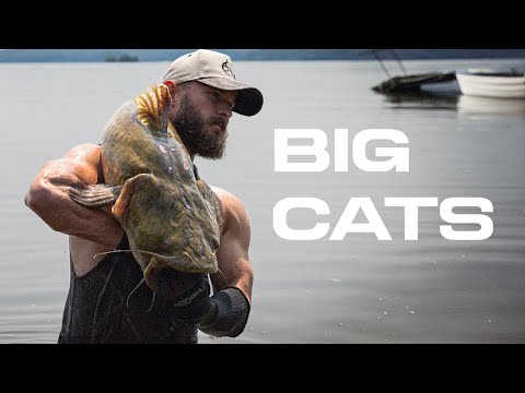 Noodling Catfish