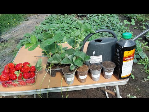 Как мы делаем кассетную рассаду. Наш метод от А до Я